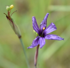 Sisyrinchium hitchcockii