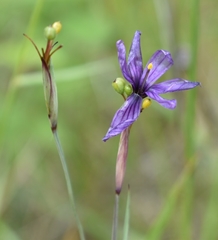 Sisyrinchium hitchcockii