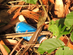 Eutropis multifasciata