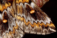 Ormiscodes schmidtnielseni