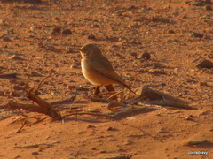 Ammomanes cinctura