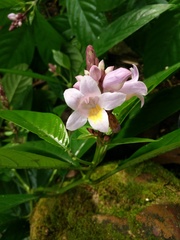 Phlogacanthus turgidus