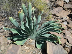 Boophone haemanthoides