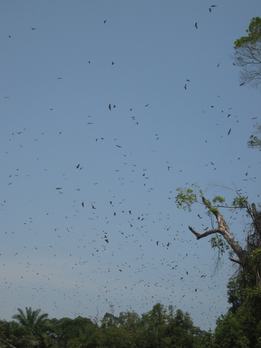 Straw-coloured Fruit Bat