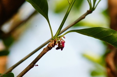 Jatropha sympetala