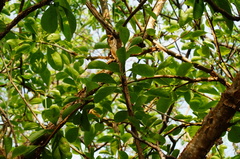 Jatropha sympetala