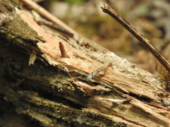 Mecoptera