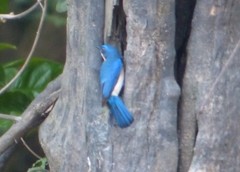 Cyornis turcosus