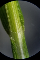 Carex normalis