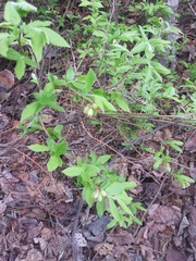 Vaccinium myrtilloides image