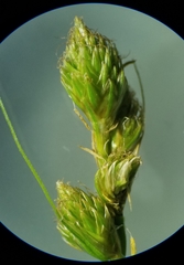 Carex normalis