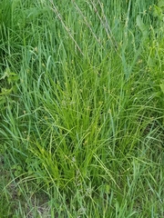 Carex normalis