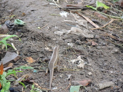 Eutropis multifasciata