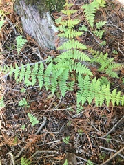 Cystopteris bulbifera