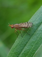 Euthycera
