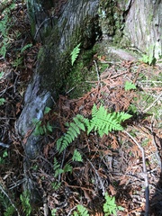 Cystopteris bulbifera