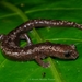 Salamandra Lengua de Hongo Yucateca - Photo (c) Alvaro Monter Pozos, algunos derechos reservados (CC BY-NC), subido por Alvaro Monter Pozos
