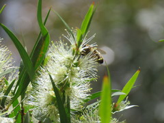 Melaleuca salicina