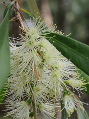 Melaleuca salicina