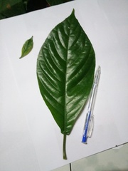 Phlogacanthus turgidus