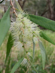 Melaleuca salicina