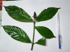 Phlogacanthus turgidus