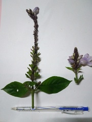 Phlogacanthus turgidus