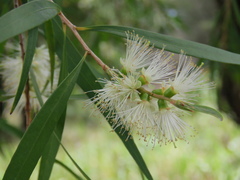 Melaleuca salicina