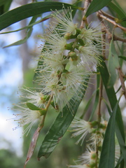 Melaleuca salicina