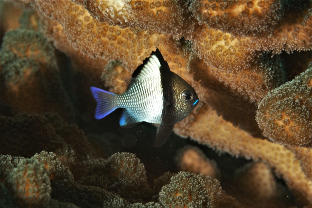 Reticulated Damselfish (Fishes of Cabbage Tree Bay Aquatic Reserve