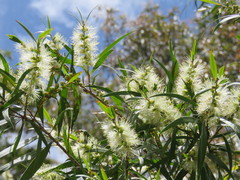 Melaleuca salicina