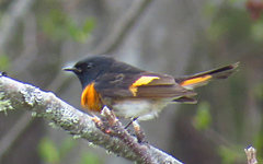 Setophaga ruticilla image