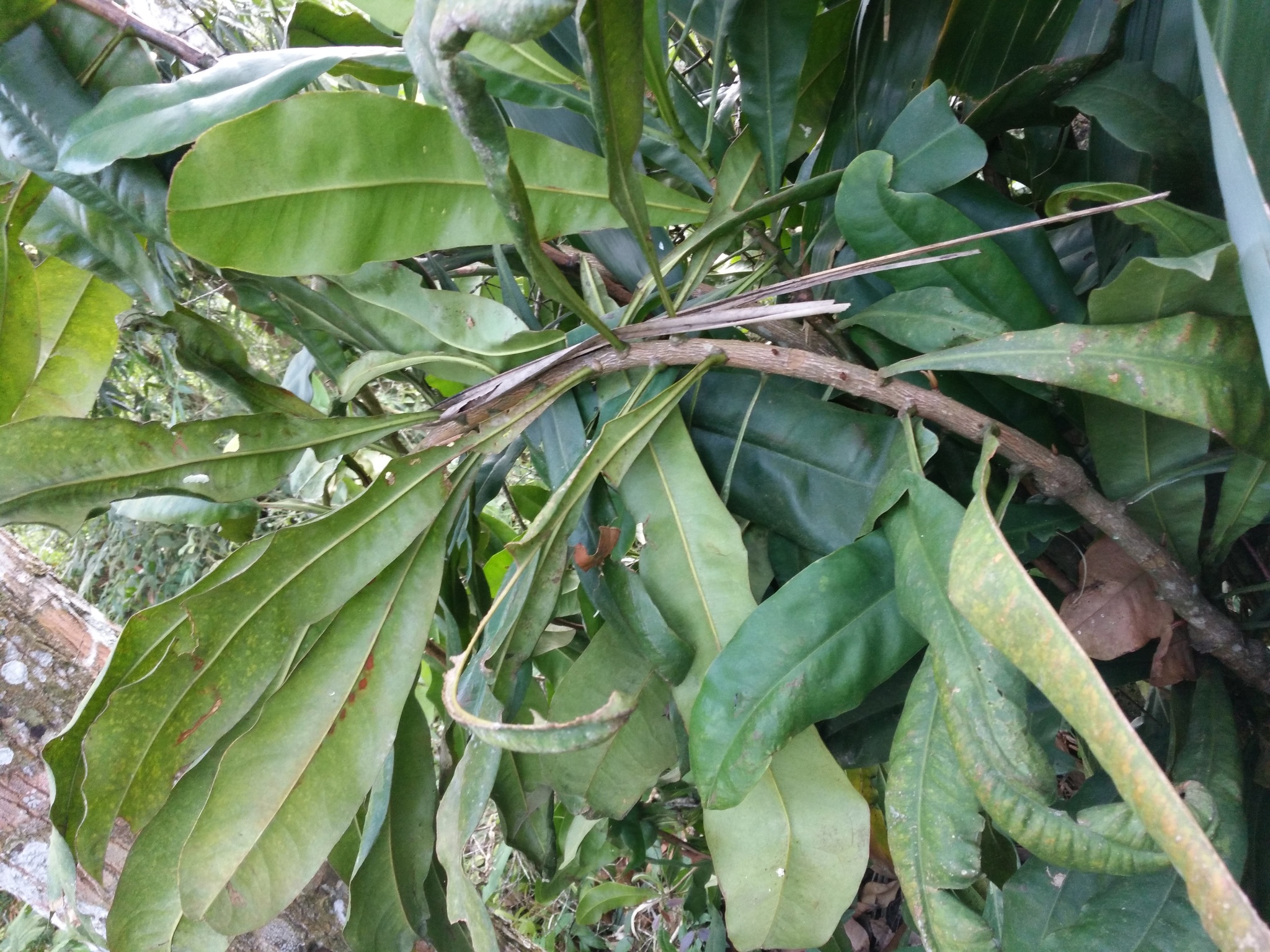 Ancistrocladus tectorius (Ancistrocladus tectorius)