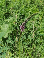 Pedicularis elata