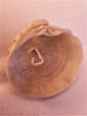 Meretrix petechialis