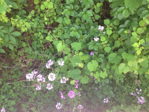 photo of Dame's Rocket (Hesperis matronalis)