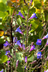 Penstemon laetus