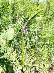 Pedicularis elata