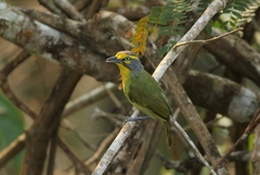 Vireolanius leucotis