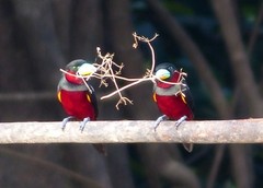 Cymbirhynchus macrorhynchos