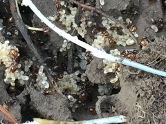 Chelaner antarcticus