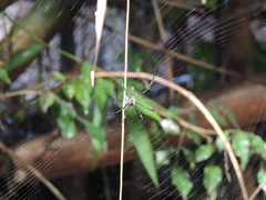 Nephila pilipes