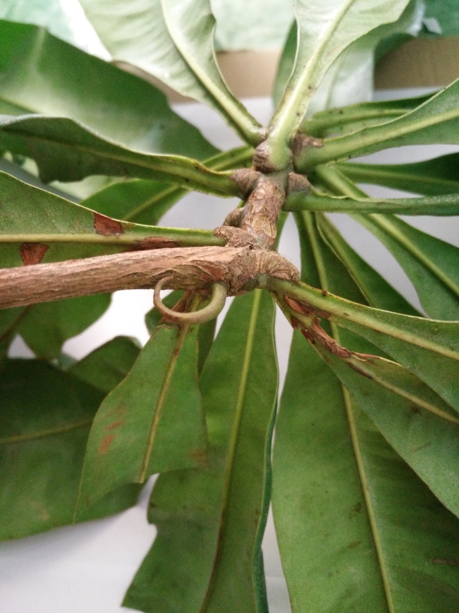 Ancistrocladus tectorius — ảnh 2