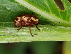 Cryptocephalus castaneus