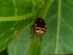 Cryptocephalus castaneus