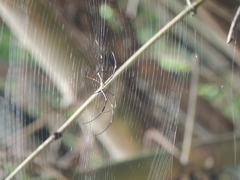 Nephila pilipes