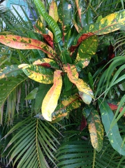 Codiaeum variegatum pictum