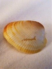 Maoricardium setosum