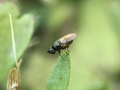 Diptera
