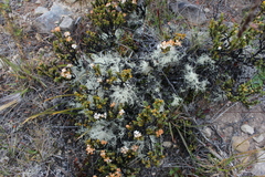 Pimelea traversii